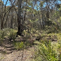 Unverified Other Shrub by LisaH