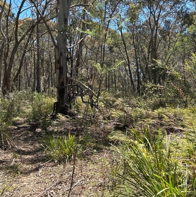 Unverified Other Shrub at  - suppressed by LisaH