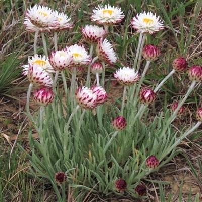 Leucochrysum albicans subsp. tricolor (Hoary Sunray) at Dry Plain, NSW - 26 Oct 2025 by AndyRoo