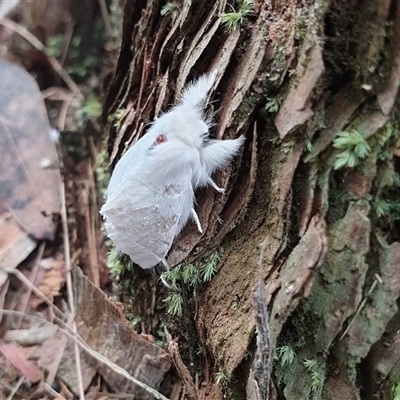Trichiocercus sparshalli (Sparshall's Moth) at Olney, NSW - 31 Dec 2020 by Minty