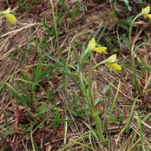Diuris subalpina at Dry Plain, NSW - 26 Oct 2025 by AndyRoo