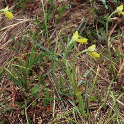 Diuris subalpina (Small Snake Orchid) at Dry Plain, NSW - 26 Oct 2025 by AndyRoo