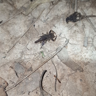 Lychas sp. (genus) (Marbled scorpion) at Wyong, NSW - 2 Mar 2021 by Minty