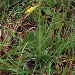 Diuris subalpina (Small Snake Orchid) at Dry Plain, NSW - 26 Oct 2025 by AndyRoo