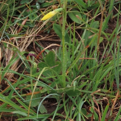 Diuris subalpina (Small Snake Orchid) at Dry Plain, NSW - 26 Oct 2025 by AndyRoo
