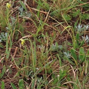 Diuris subalpina at Dry Plain, NSW - 26 Oct 2025 by AndyRoo