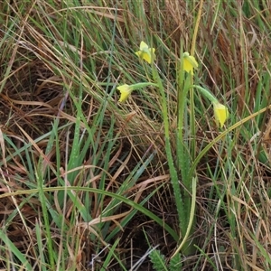 Diuris subalpina at Dry Plain, NSW - 26 Oct 2025 by AndyRoo
