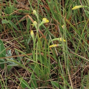 Diuris subalpina at Dry Plain, NSW - 26 Oct 2025 by AndyRoo