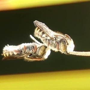 Megachile (Hackeriapis) tosticauda at Braemar, NSW - Yesterday by Curiosity