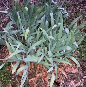 Iris germanica (Tall Bearded Iris) at Hackett, ACT - Yesterday by waltraud