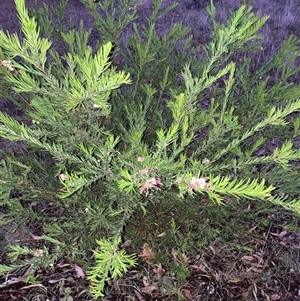 Grevillea (genus) (Grevillea) at Hackett, ACT - Yesterday by waltraud