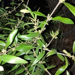 Olea europaea (Common Olive) at Hackett, ACT - 1 Dec 2025 by waltraud