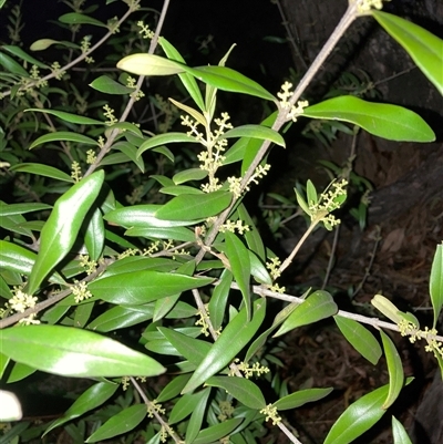 Olea europaea (Common Olive) at Hackett, ACT - 1 Dec 2025 by waltraud