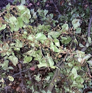 Unverified Other Tree at Hackett, ACT - Yesterday by waltraud