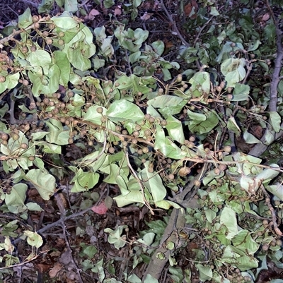 Unverified Other Tree at Hackett, ACT - 1 Dec 2025 by waltraud