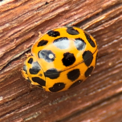 Harmonia conformis at Yarralumla, ACT - 30 Nov 2025 by Hejor1