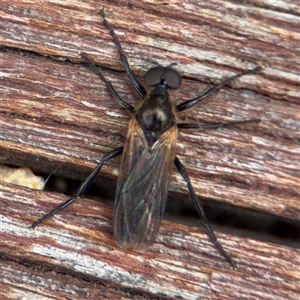 Bibio sp. (genus) at Yarralumla, ACT - 30 Nov 2025 by Hejor1