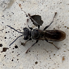 Pison sp. (genus) at Yarralumla, ACT - 30 Nov 2025 by Hejor1