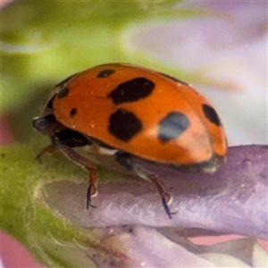 Hippodamia variegata at Yarralumla, ACT - 30 Nov 2025 by Hejor1