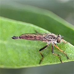 Cerdistus sp. (genus) at Yarralumla, ACT - 30 Nov 2025 by Hejor1