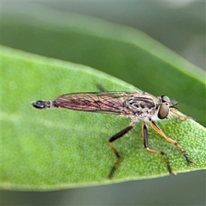 Cerdistus sp. (genus) at Yarralumla, ACT - 30 Nov 2025 by Hejor1