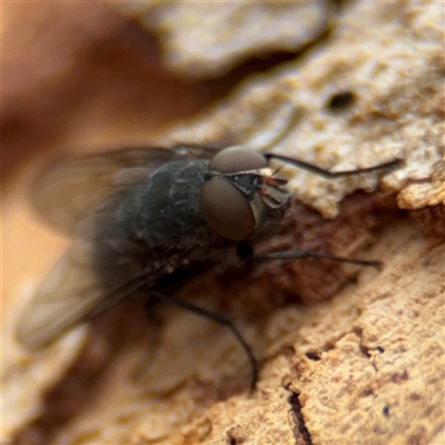 OESTROIDEA (superfamily) at Yarralumla, ACT - 30 Nov 2025 by Hejor1