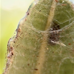 Badumna (genus) at Yarralumla, ACT - 30 Nov 2025 by Hejor1