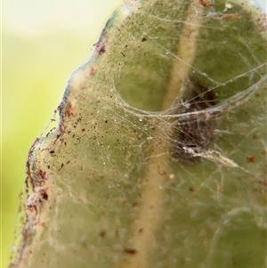 Badumna (genus) at Yarralumla, ACT - 30 Nov 2025 by Hejor1