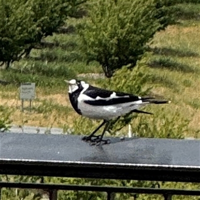 Grallina cyanoleuca at Yarralumla, ACT - 30 Nov 2025 by Hejor1