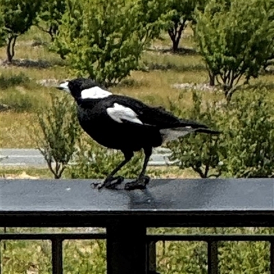 Gymnorhina tibicen at Yarralumla, ACT - 30 Nov 2025 by Hejor1