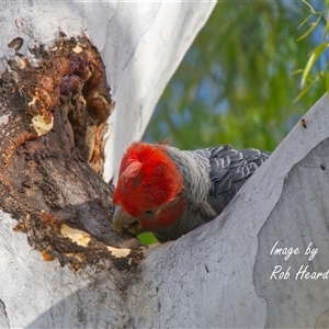 Callocephalon fimbriatum at Cook, ACT - Yesterday by Rheardy