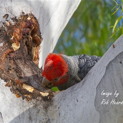Callocephalon fimbriatum at Cook, ACT - Yesterday by Rheardy