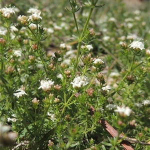 Asperula conferta (Common Woodruff) at Conder, ACT - 5 Oct 2025 by MichaelBedingfield