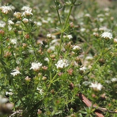 Asperula conferta (Common Woodruff) at Conder, ACT - 5 Oct 2025 by MichaelBedingfield