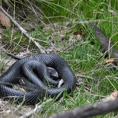 Pseudechis porphyriacus (Red-bellied Black Snake) at Paddys River, ACT - 1 Dec 2025 by LineMarie