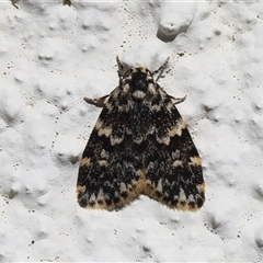 Halone coryphoea (Eastern Halone moth) at Lyons, ACT - Today by ran452
