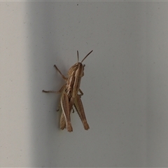 Macrotona australis (Common Macrotona Grasshopper) at Lyons, ACT - 2 Dec 2025 by ran452