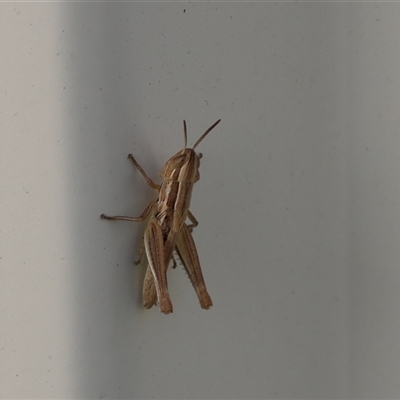 Macrotona australis (Common Macrotona Grasshopper) at Lyons, ACT - 2 Dec 2025 by ran452