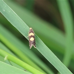 Glyphipterix chrysoplanetis (A Sedge Moth) at Lyons, ACT - Today by ran452
