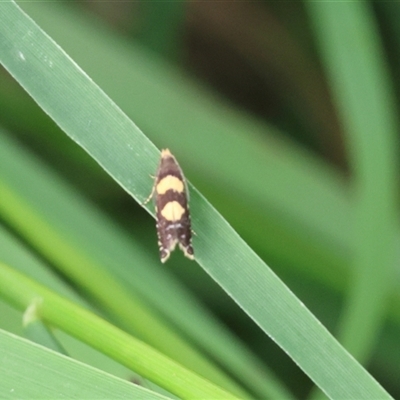 Glyphipterix chrysoplanetis (A Sedge Moth) at Lyons, ACT - Today by ran452