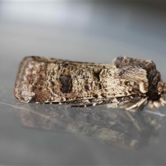 Agrotis porphyricollis by LisaH