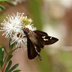 Dispar compacta by LisaH