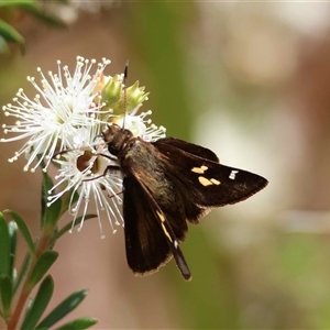 Dispar compacta by LisaH