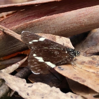 Platagarista macleayi at  - suppressed by LisaH