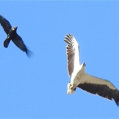 Icthyophaga leucogaster (White-bellied Sea-Eagle) at Acton, ACT - Today by HelenCross