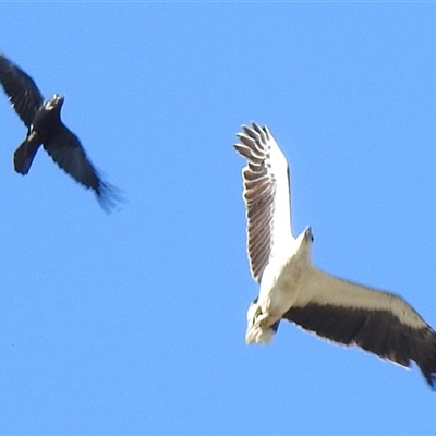 Icthyophaga leucogaster (White-bellied Sea-Eagle) at Acton, ACT - Today by HelenCross