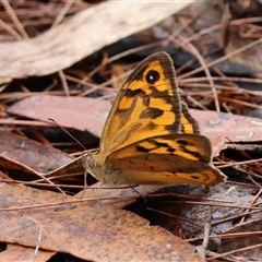 Heteronympha merope (Common Brown Butterfly) by LisaH
