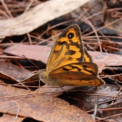 Heteronympha merope (Common Brown Butterfly) at  - suppressed by LisaH