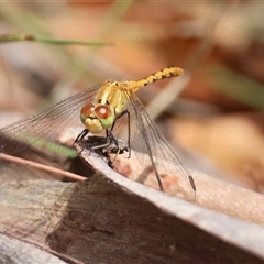 Unverified Dragonfly (Anisoptera) by LisaH