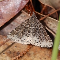 Dichromodes sp. ANIC28 by LisaH